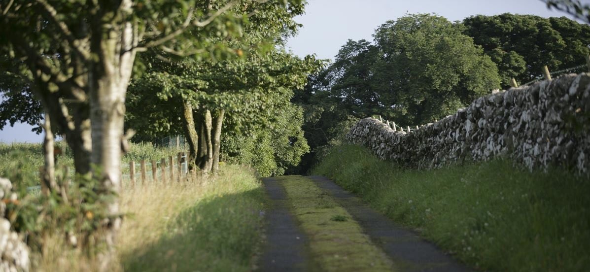 Country lane near Wigtown with trees one one side and a drystone wall on the other.