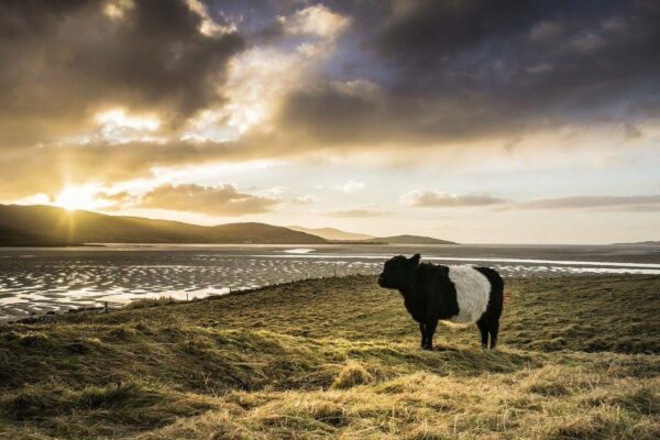 Image 6483441 beltie and solway