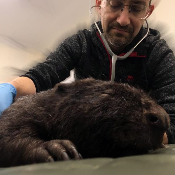 Dr Romain Pizzi examines a sleeping beaver.