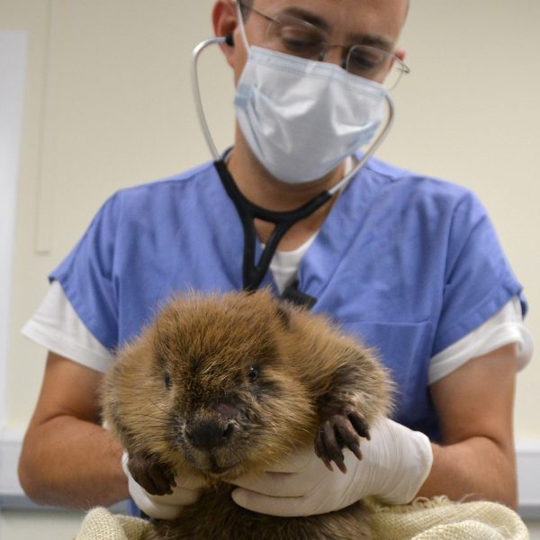Dr Romain Pizzi stands holding a beaver. He is wearing a surgical mask and stethascope.