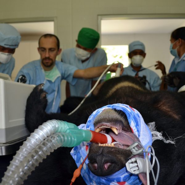 An anesthestised  bear lies on it's back during surgery. Dr. Pizzi is using an ultrasound on its stomach as various other vet's assist him.