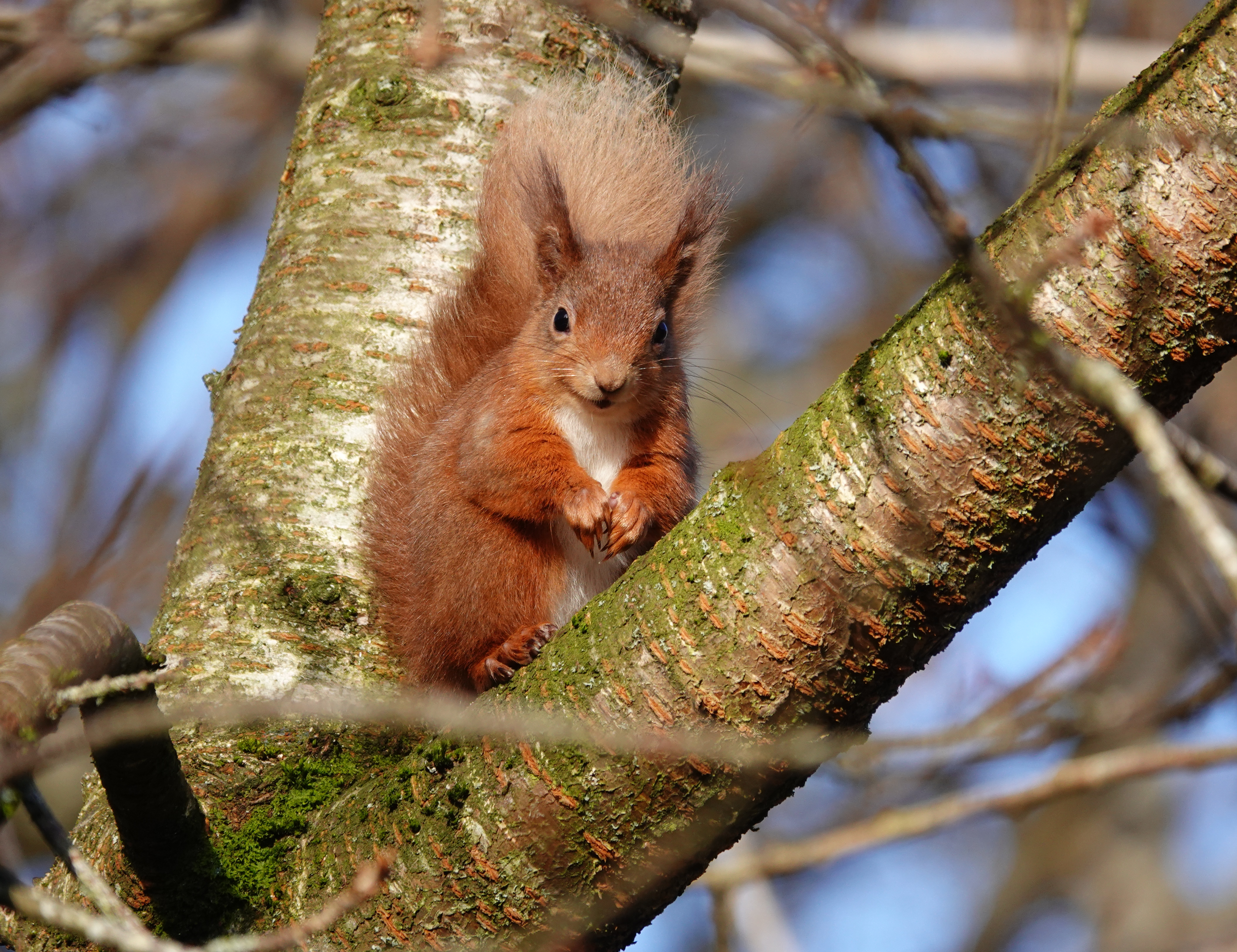 A red squirrel is sitting between the branches of a tree.